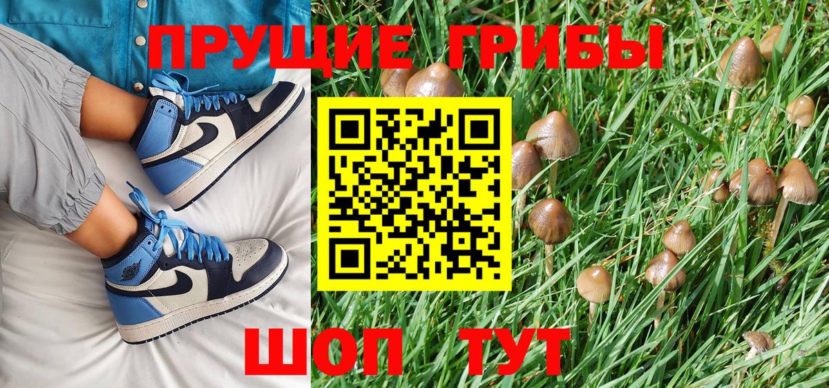 Сорочинск  Псилоцибиновые грибы GOLDEN TEACHER  Вход с VPN 
